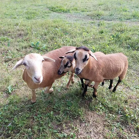 Lägenhet Marokahegy *