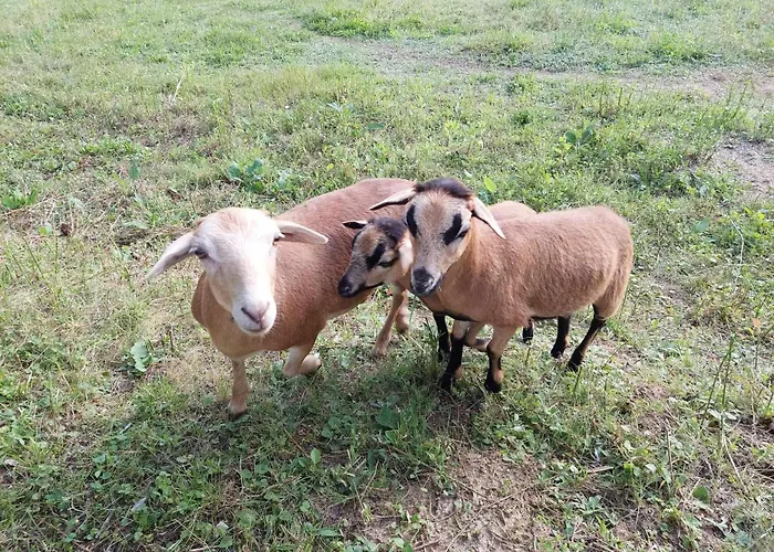 דירה Marokahegy *